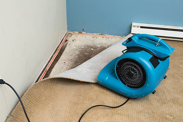 Best Water damage cleanup near me  in Ludlow, KY